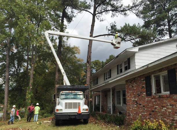 How Our Tree Care Process Works  in  Delavan, WI