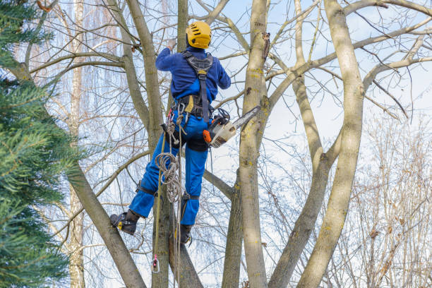 Lawn Maintenance Plans in Delavan, WI