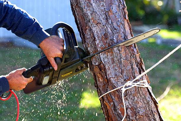 Reliable Delavan, WI Tree Care Solutions