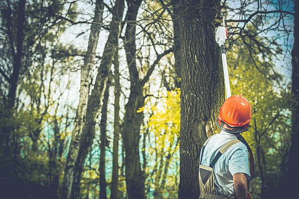 Best Tree Disease Treatment  in Delavan, WI